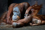 Sumatros orangutanas