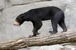 Sun Bear