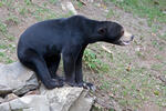 Sun Bear