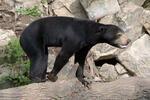 Sun Bear