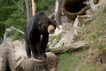 Sun Bear