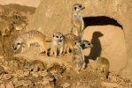 Suricata