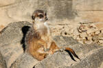 Suricate