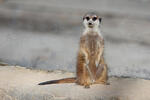 Suricate