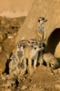 Suricate