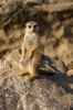 Suricate