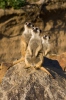 Suricate