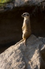 Suricate