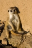 Suricate