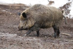 Sus scrofa