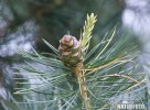 Swiss Pine