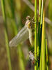 Sympetrum vulgatum