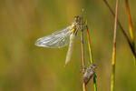 Sympetrum vulgatum