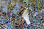 Sympetrum vulgatum