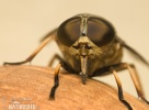 Tabanus sp.