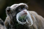 Tamarin empereur