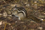 Tamias sibiricus