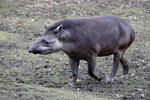 Tapir amazónico