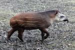 Tapir amazónico