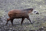 Tapir amazónico