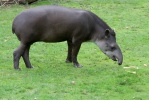 Tapir amazónico