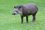 Tapir amazónico