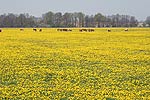 Taraxacum officinale