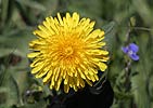 Taraxacum officinale