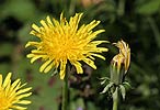 Taraxacum officinale