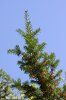 Taxus baccata