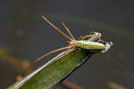 Tetragnatha extensa