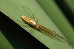 Tetragnatha extensa