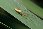 Tetragnatha extensa