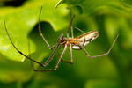 Tetragnatha sp.