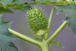 Thorn-Apple