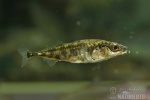 Three-spined Stickleback