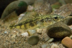 Three-spined Stickleback