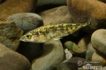 Three-spined Stickleback