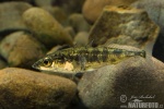 Three-spined Stickleback