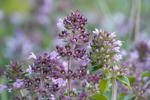 Thymus serpyllum