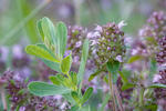 Thymus serpyllum