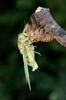 Tibicina haematodes