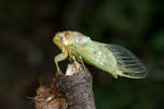 Tibicina haematodes