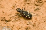 Tiger Beetle