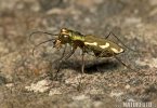 Tiger Beetle