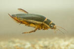 Tiger Water Beetle