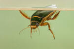 Tiger Water Beetle