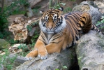 Tigre-de-sumatra