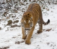 Tigre dell'Amur o siberiana