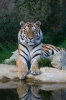 Tigre dell'Amur o siberiana